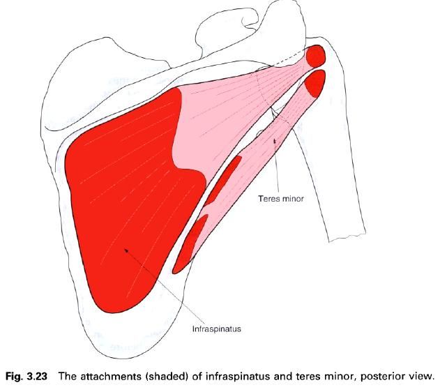 Complete Soccer Training Muscles laterally rotating the arm at the